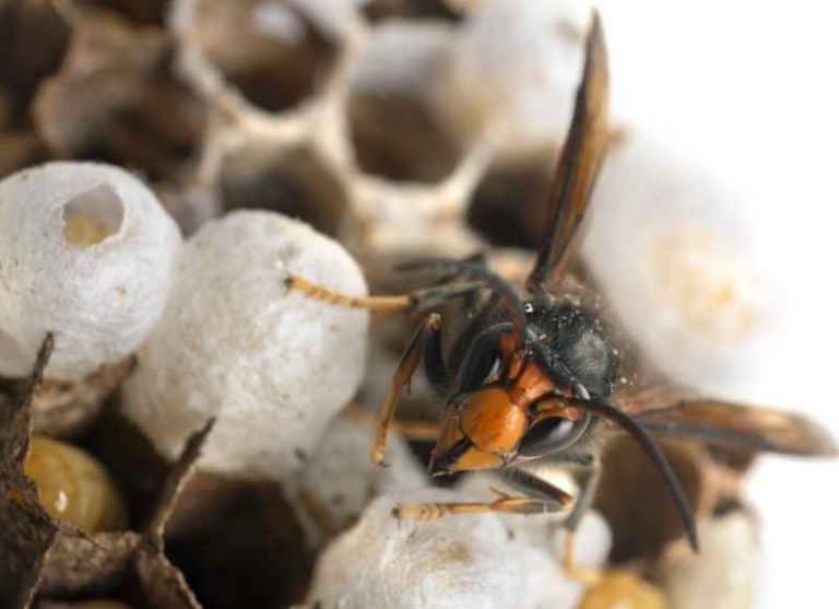 Frelon asiatique comment reconnaître la reine et réagir ? SDE68 Habitat — free download
