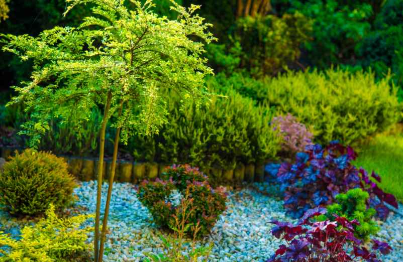 Arbre pour petit jardin à croissance rapide : 12 variétés à découvrir-SDE68 Habitat