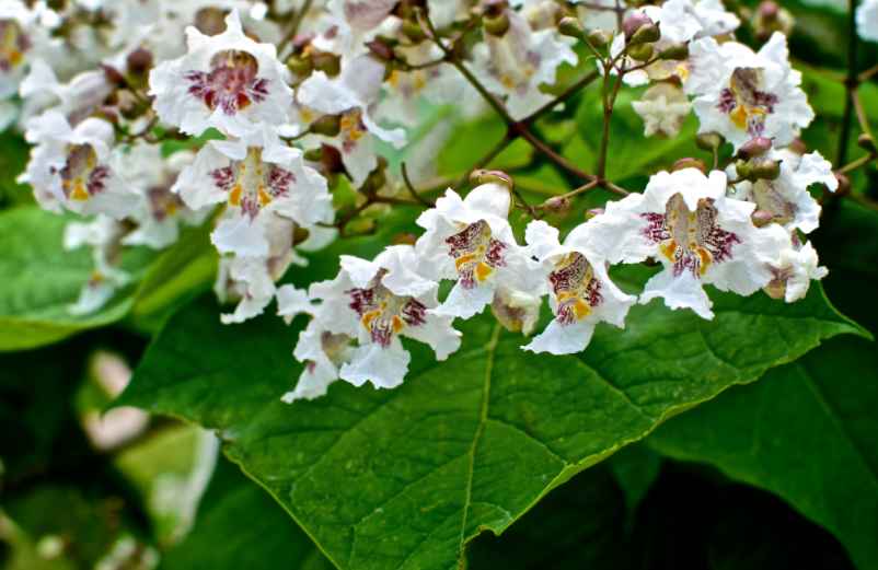 Arbres pour petit jardin à croissance rapide-SDE68 Habitat