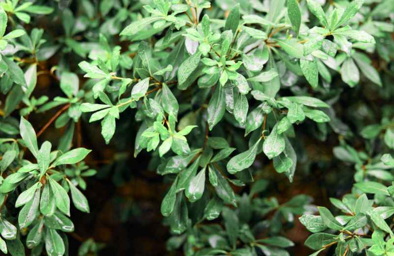 Arbuste persistant de plein soleil pour terrasse : 15 idées faciles-SDE68 Habitat