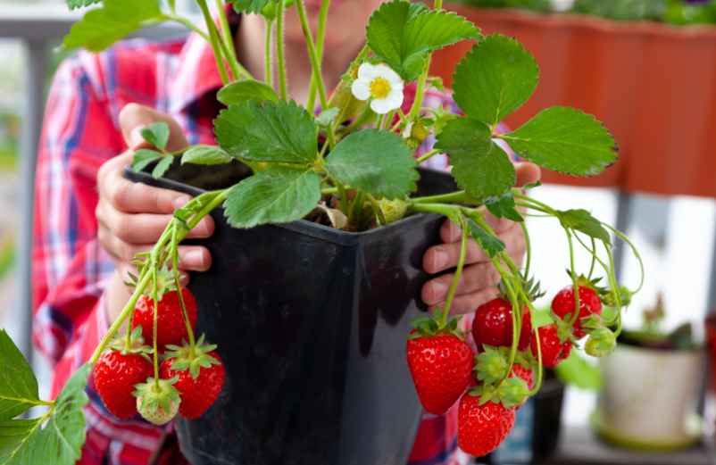 Comment planter des fraises en pot pour une belle récolte ?-SDE68 Habitat