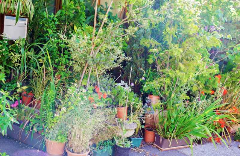 Comment reconnaître les plantes de son jardin facilement ?-SDE68 Habitat