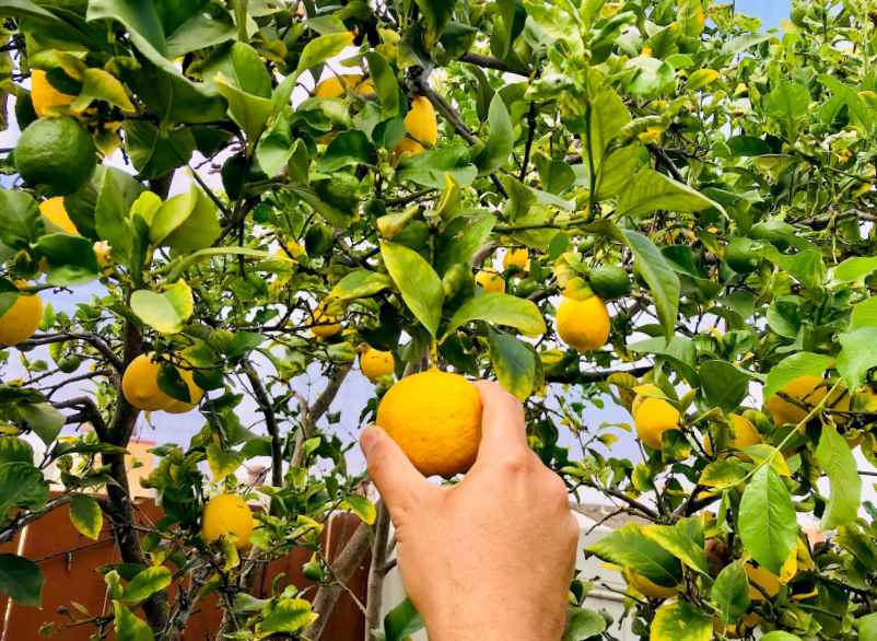 Comment tailler un citronnier qui pousse en hauteur ?-SDE68 Habitat