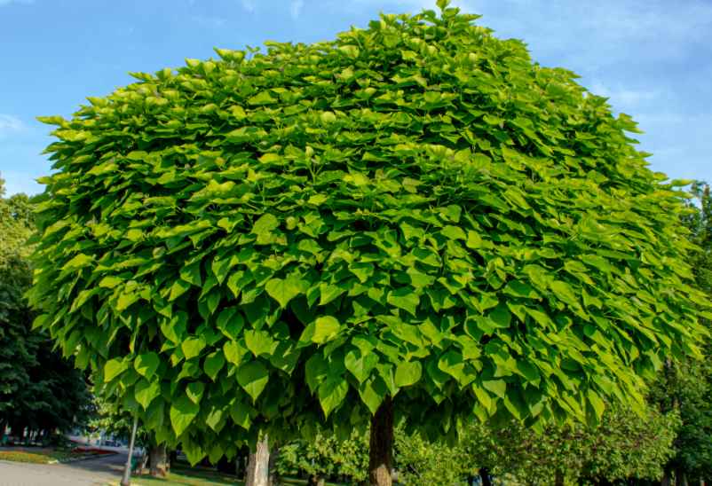Le catalpa boule-SDE68 Habitat