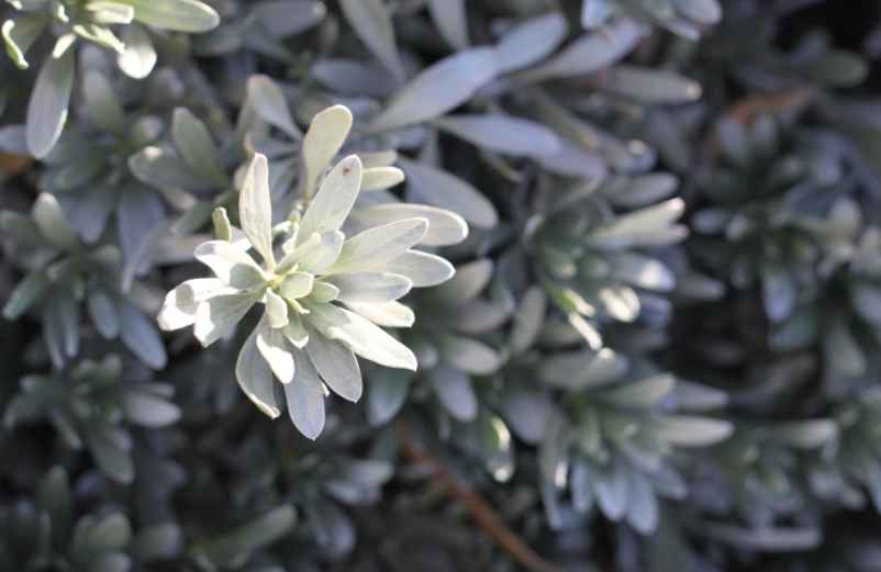 Le grevillea pour l'originalité-SDE68 Habitat