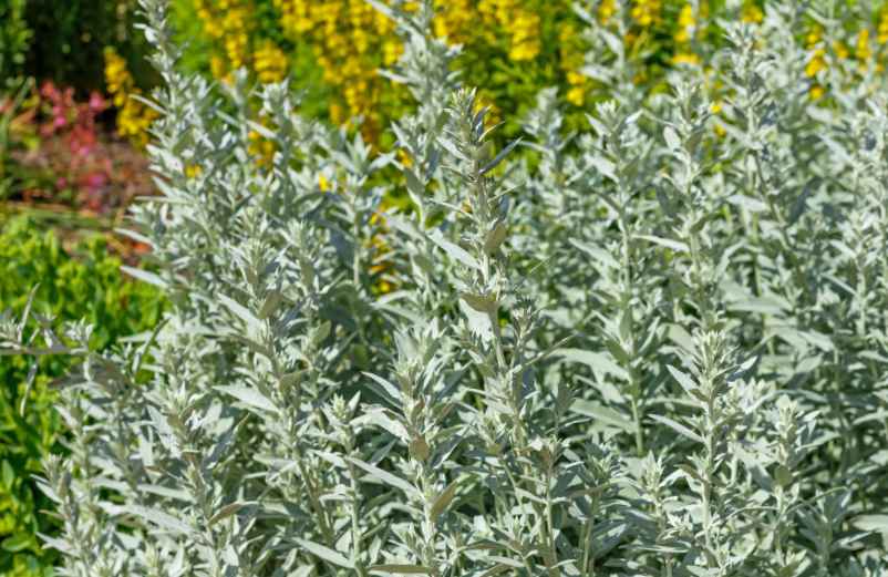 Le pittosporum tenuifolium au feuillage dense-SDE68 Habitat