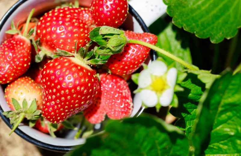 Sur l'entretien et la récolte des fruits : quelques conseils pour une cueillette fructueuse-SDE68 Habitat