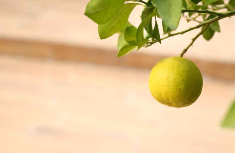Techniques pour tailler un citronnier en hauteur-SDE68 Habitat