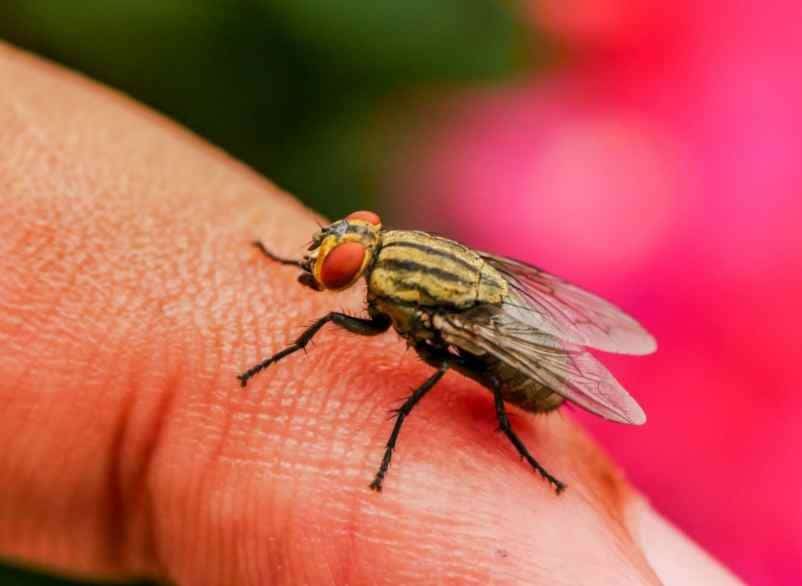 Comment éloigner les mouches dans une maison naturellement ? SDE68 Habitat