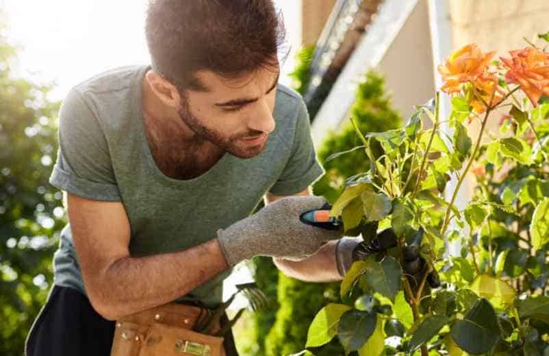 Comment et quand tailler les rosiers grimpants ? SDE68 Habitat