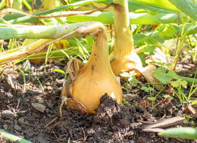 Comment planter des oignons et des échalotes correctement ? SDE68 Habitat